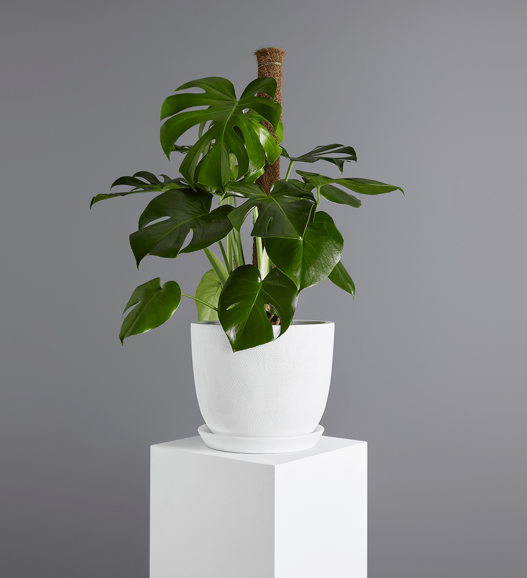 Monsteria Plant